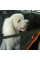 Автокрісло для собак складане Happy Dog 147 x 135 см Водонепроникне (GD-13)